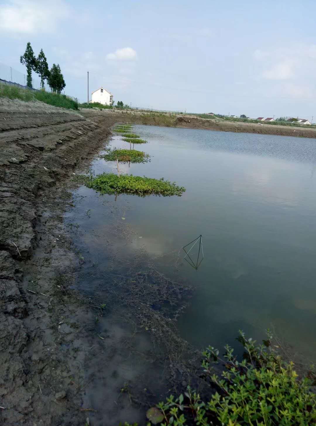 伊乐藻和水花生