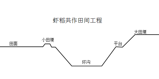 虾稻田剖面图