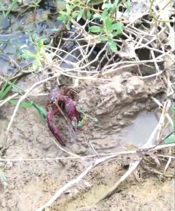 水草里的龙虾洞