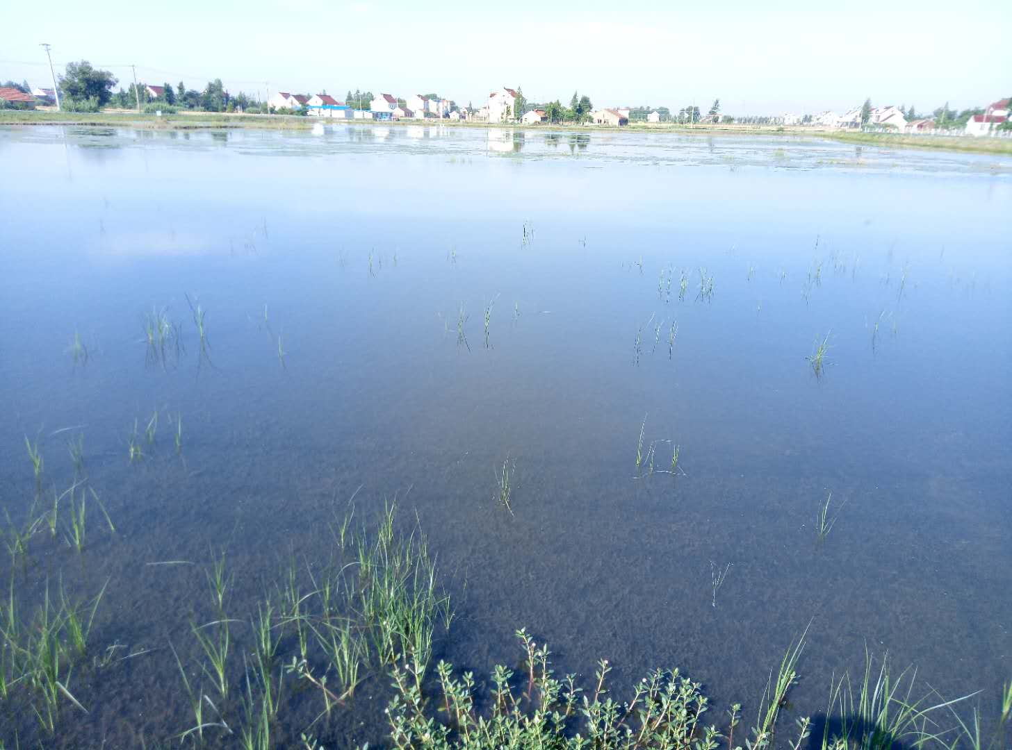 虾池的水草