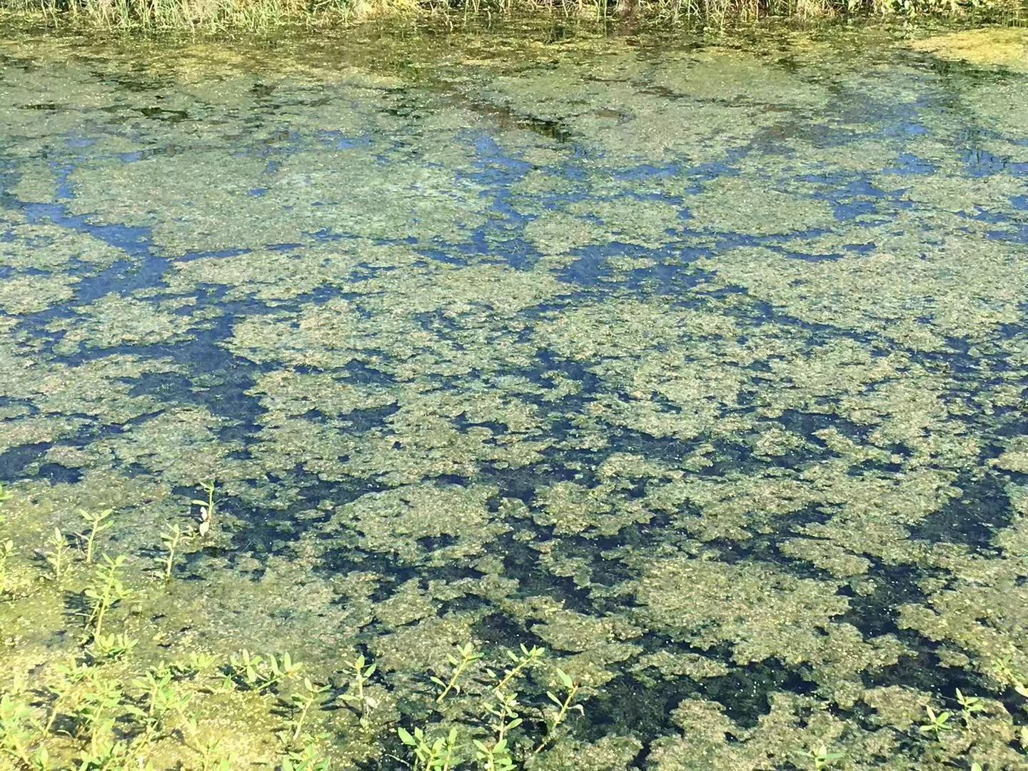 微生物制剂降解青苔