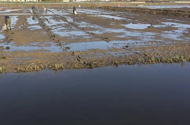 正在种植伊乐藻